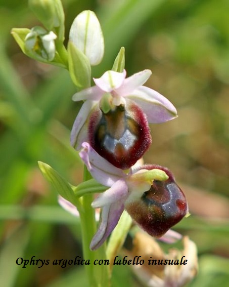 Orchidee dell''Epiro e del Peloponneso